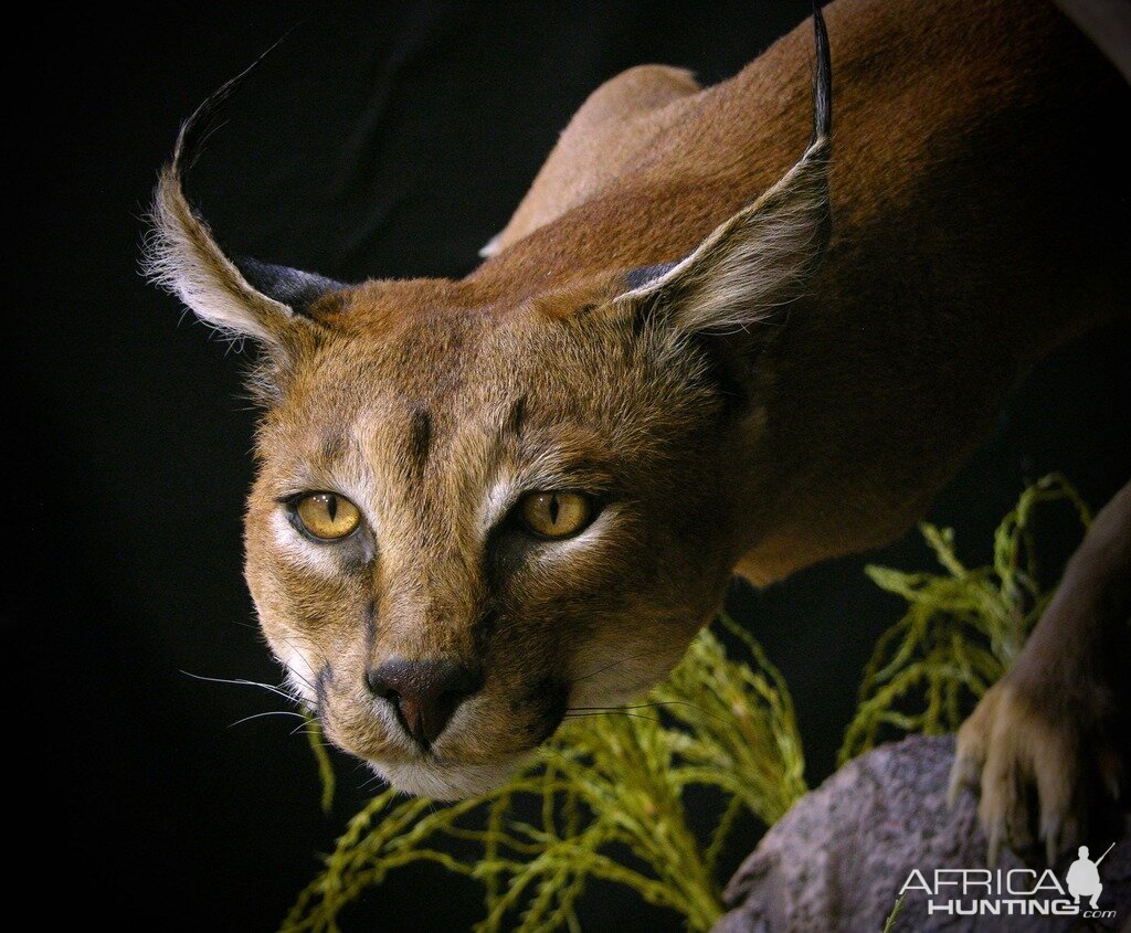 Caracal & Springhare Full Mount Taxidermy