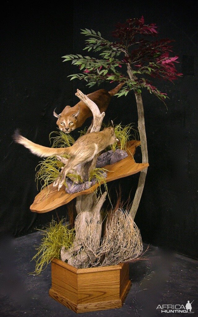 Caracal & Springhare Full Mount Taxidermy