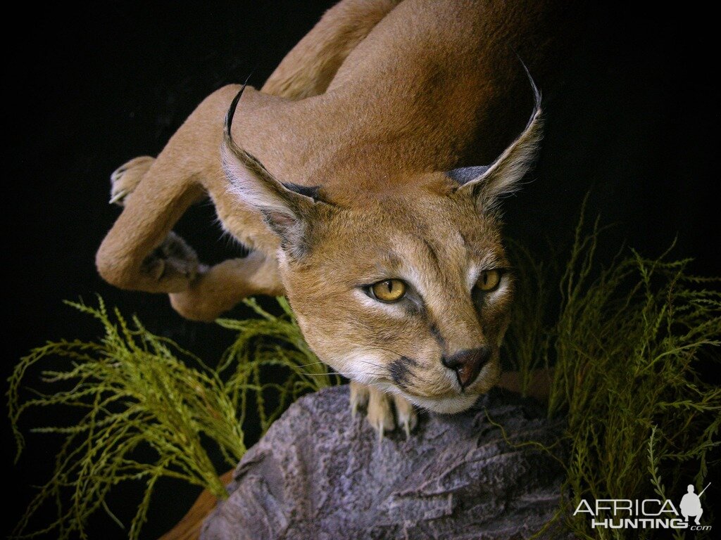 Caracal & Springhare Full Mount Taxidermy