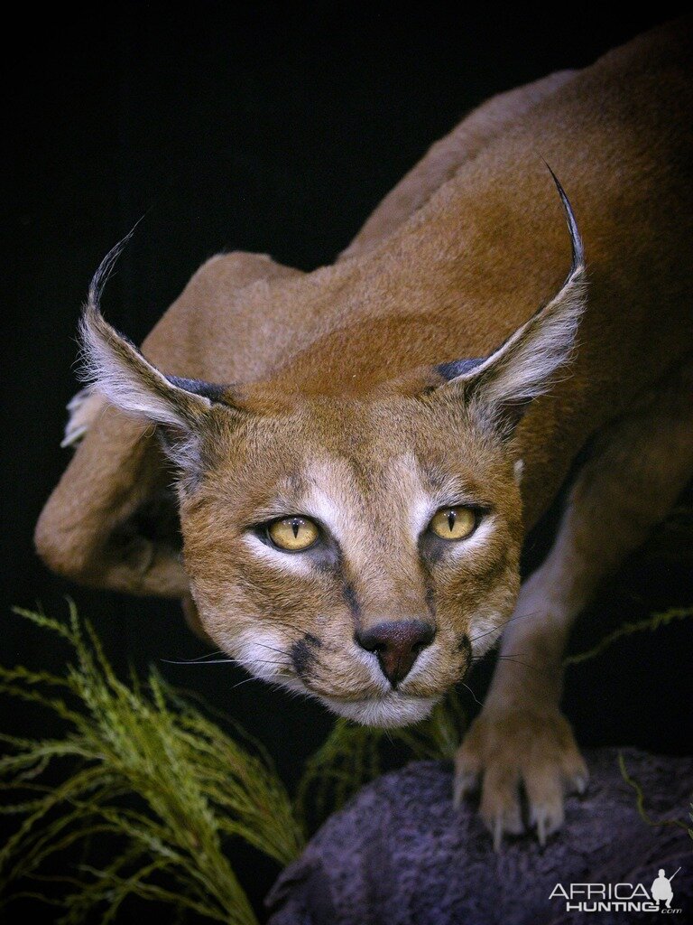 Caracal & Springhare Full Mount Taxidermy