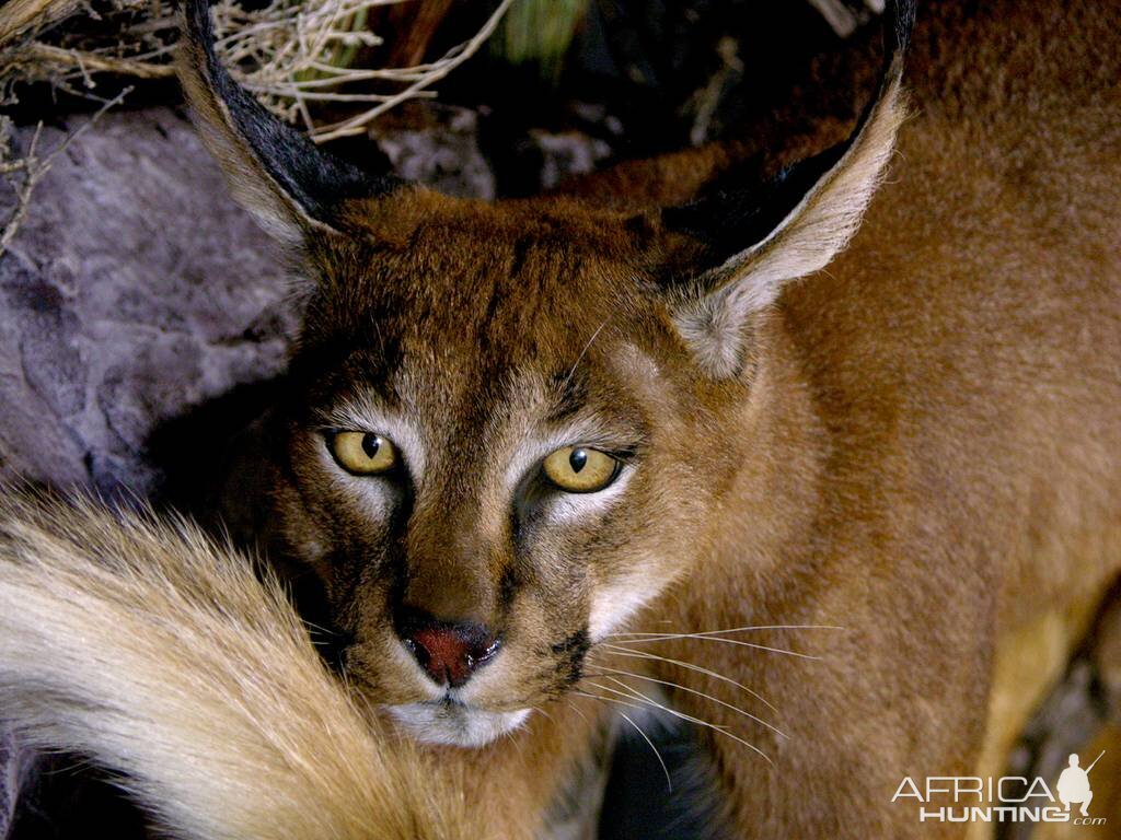 Caracal & Springhare Full Mount Taxidermy