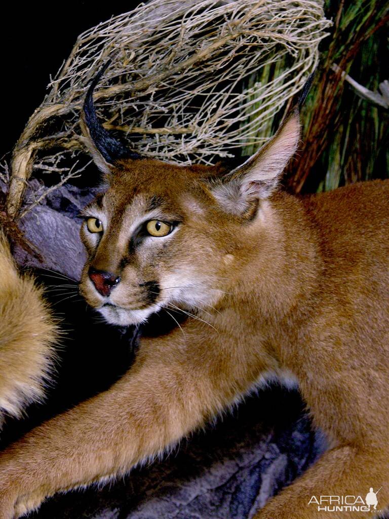 Caracal & Springhare Full Mount Taxidermy