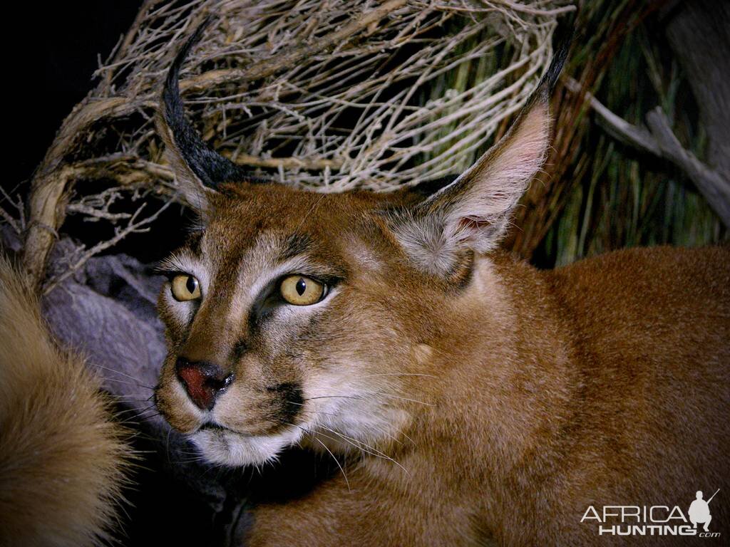 Caracal & Springhare Full Mount Taxidermy