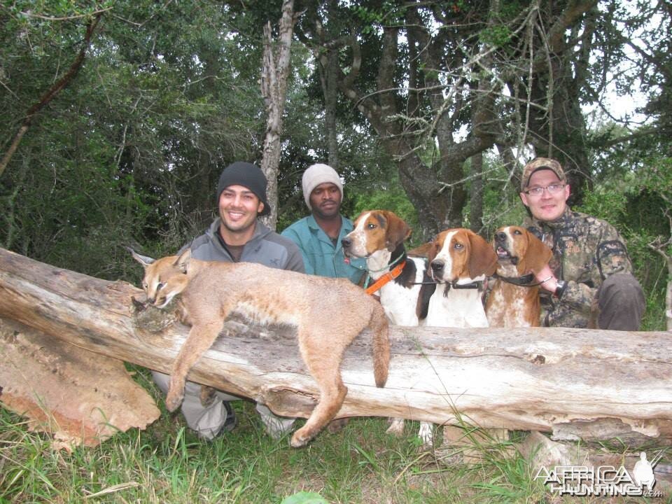 Caracal Treed by hounds.