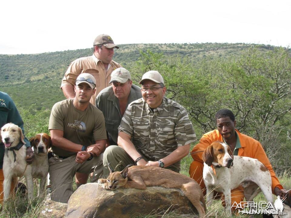 Caracal Treed by hounds.