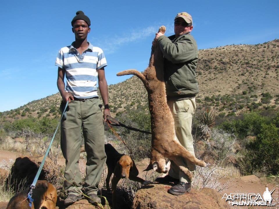 Caracal Treed by hounds.