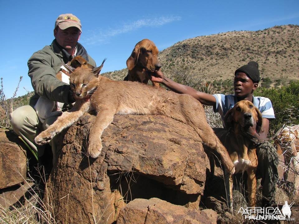 Caracal Treed by hounds.