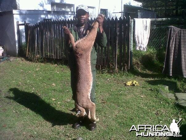 Caracal Treed by hounds.