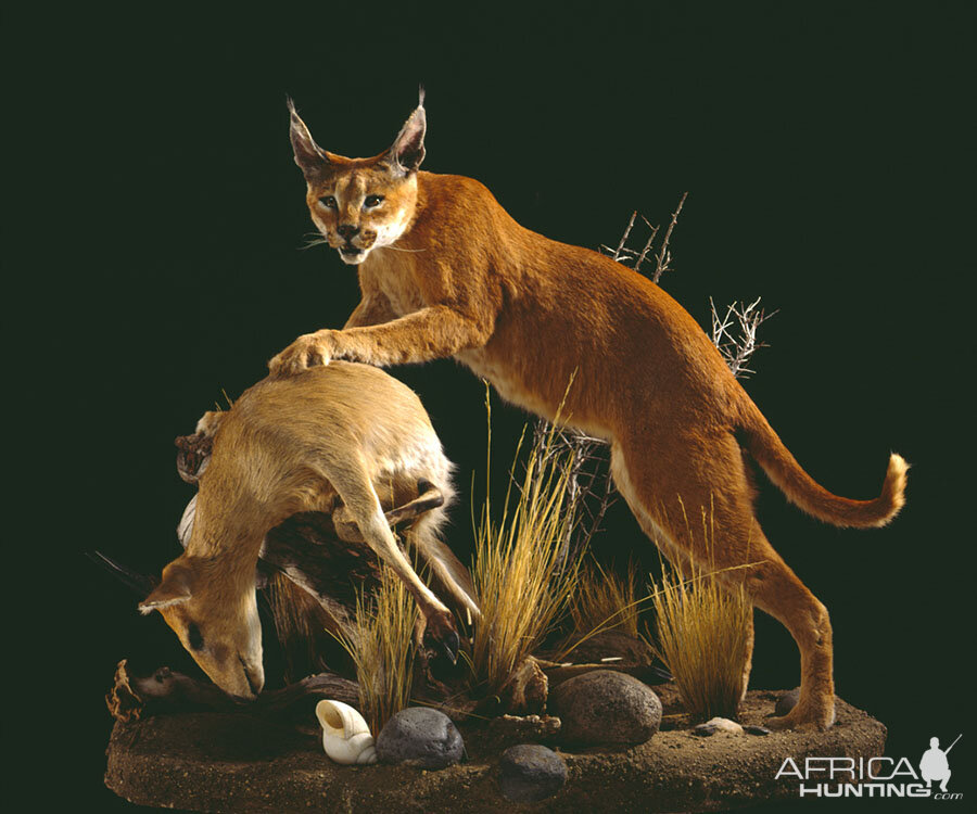 Caracal with kill Full Mount Taxidermy