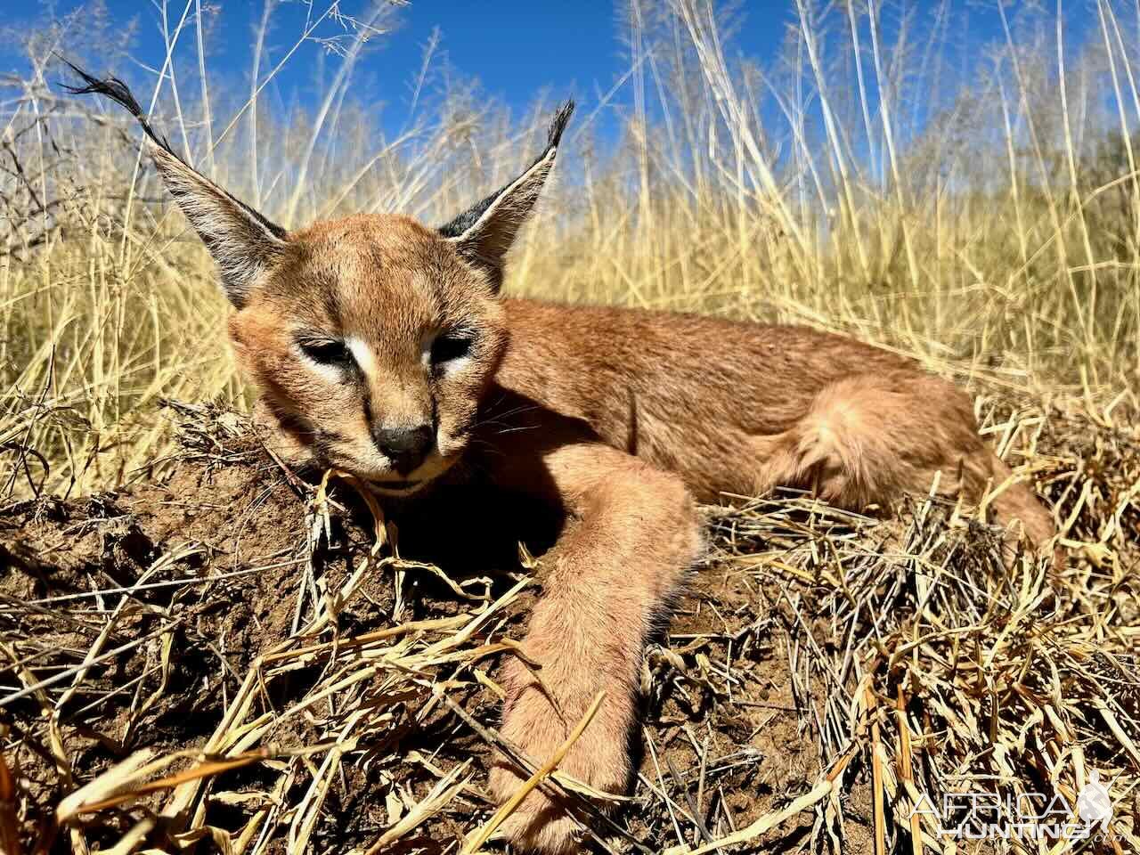 Caracal with Zana Botes Safari