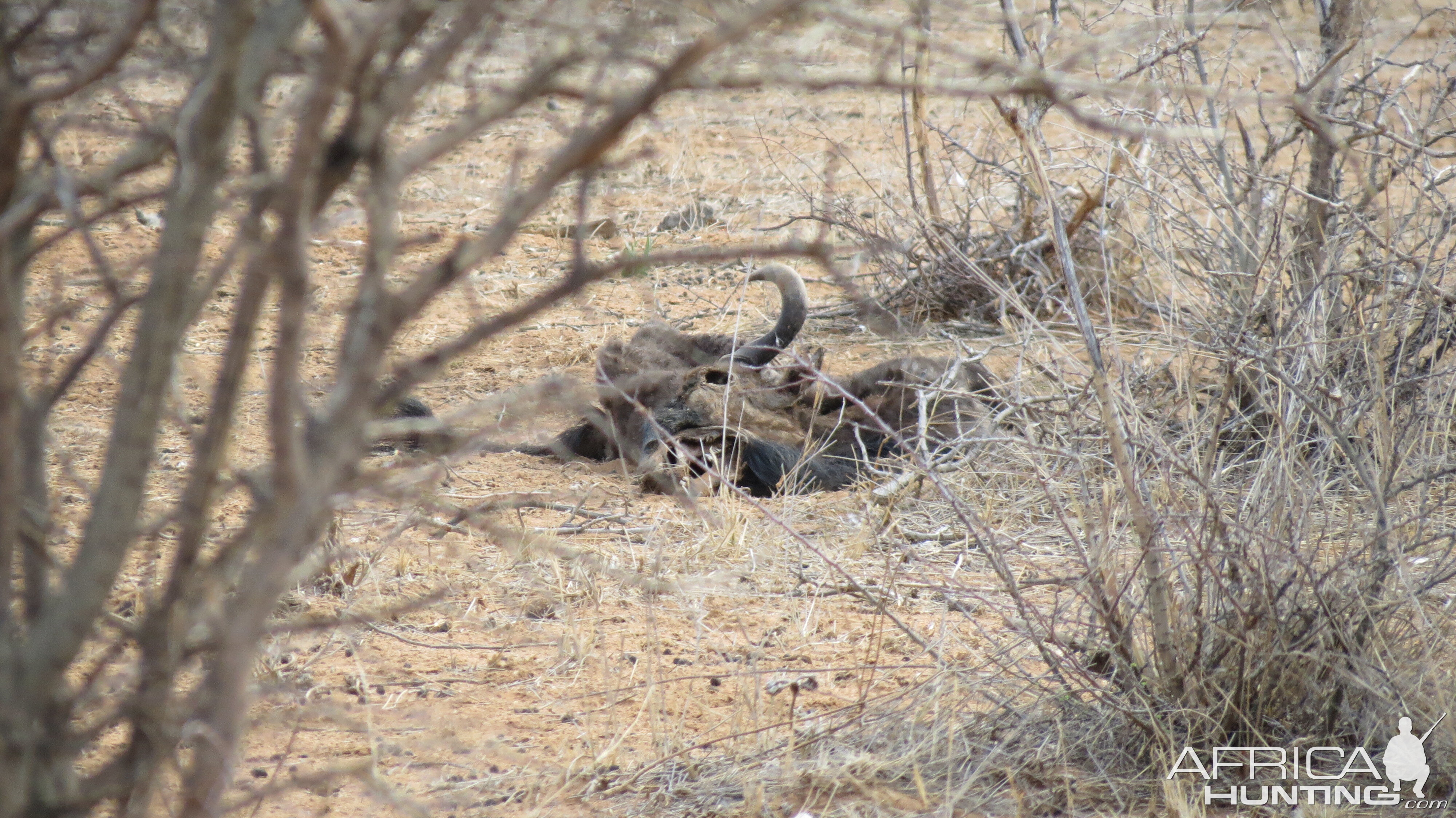 Carcass of Black Wildebeest Namibia