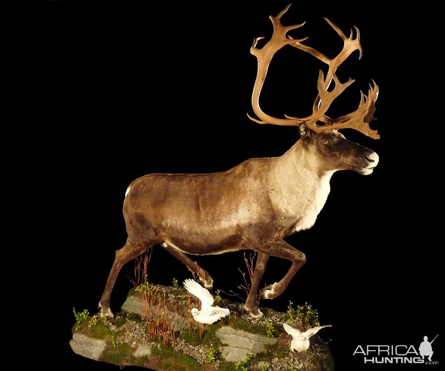 Caribou Full Mount Taxidermy