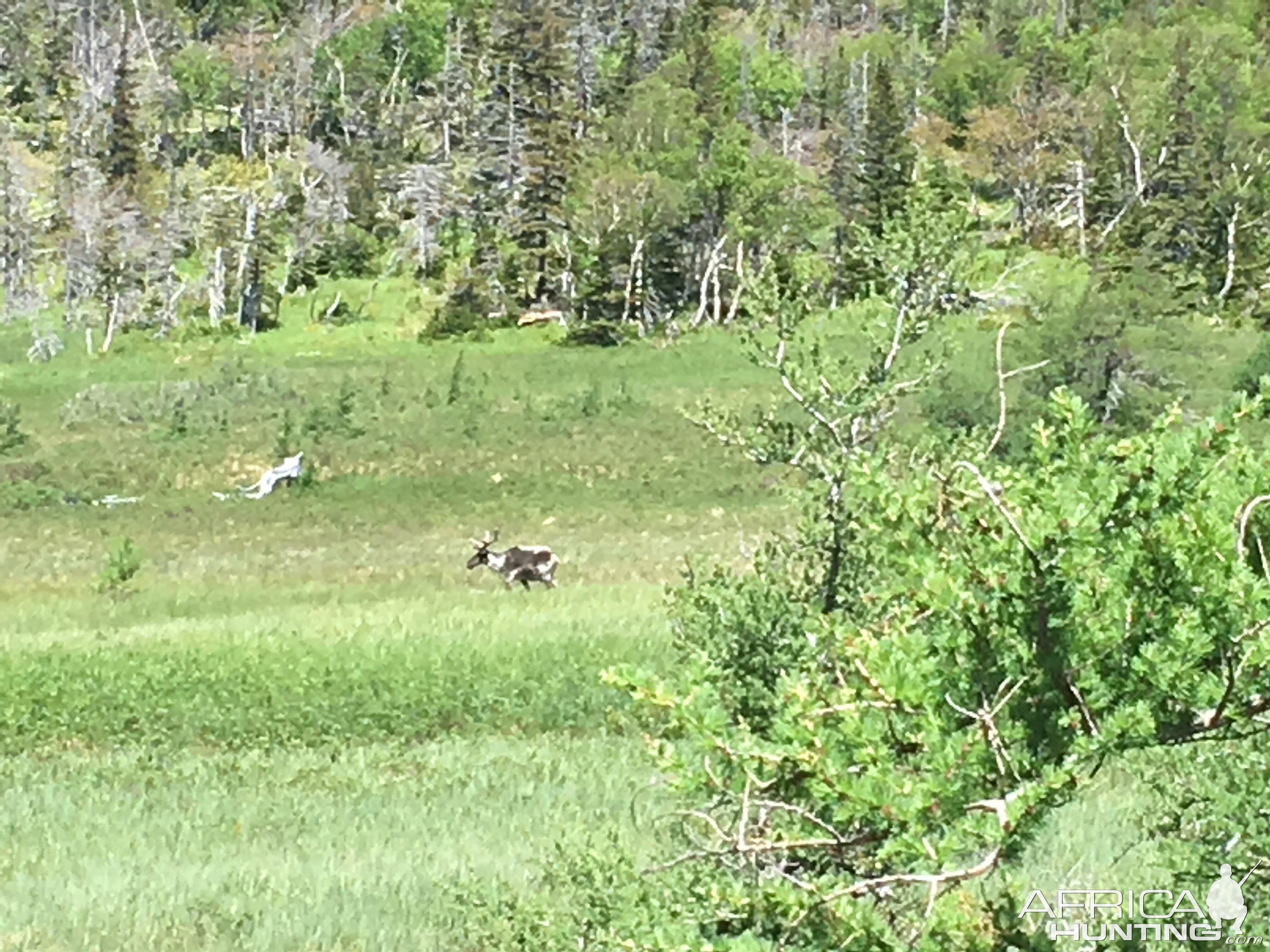 Caribou Gros Morne National Park in Newfoundland Canada