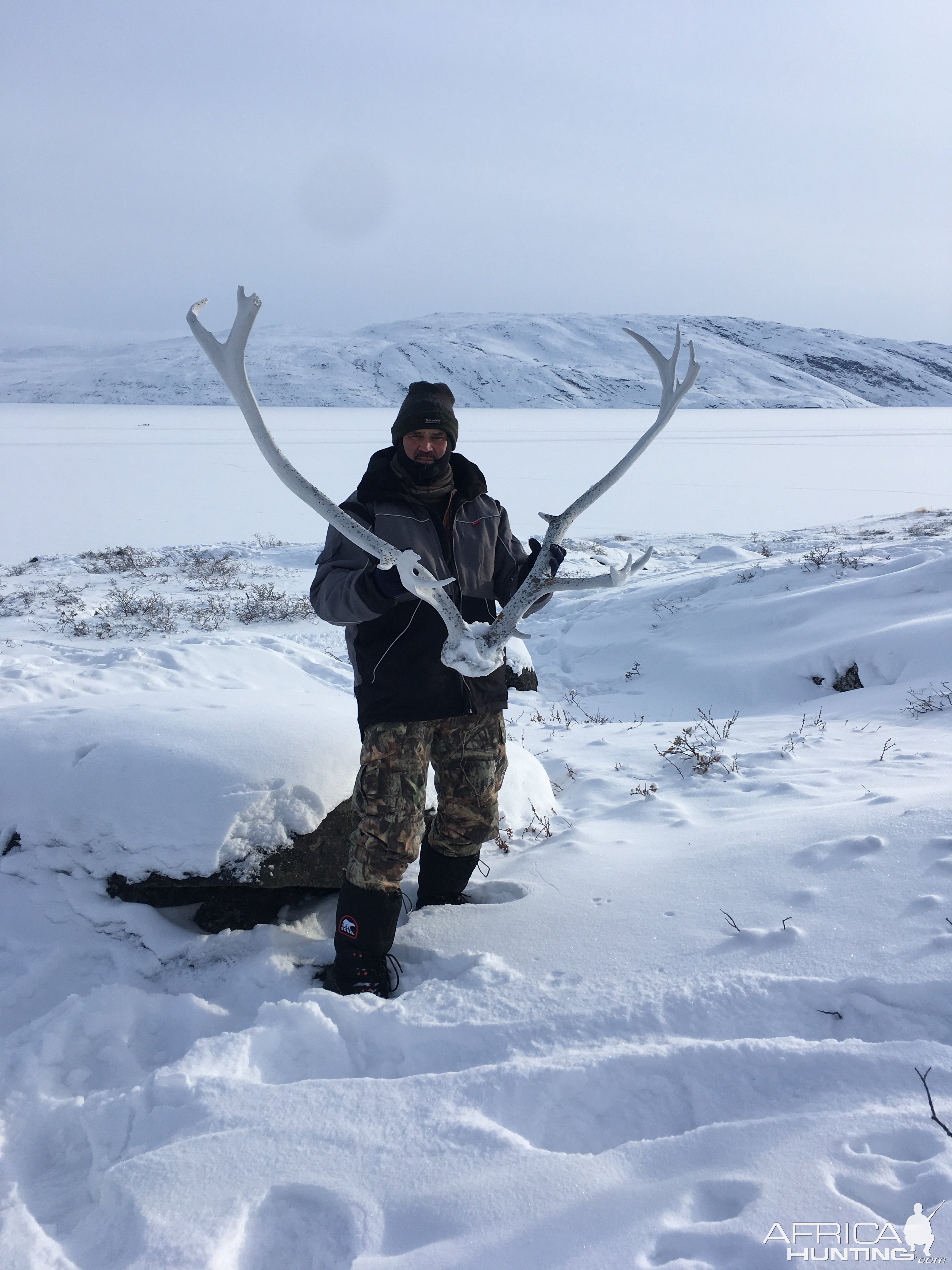 Caribou Head With Antlers Greenland