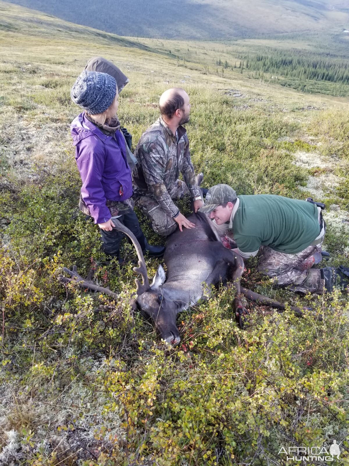 Caribou Hunt Alaska USA