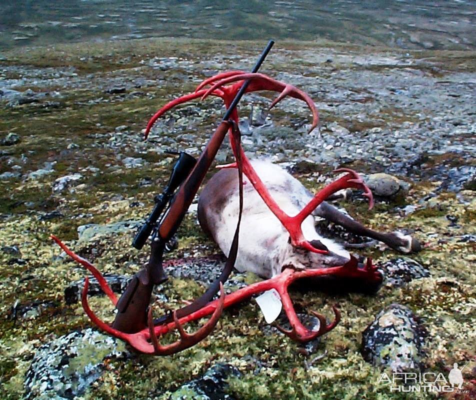 Caribou Hunt in Norway