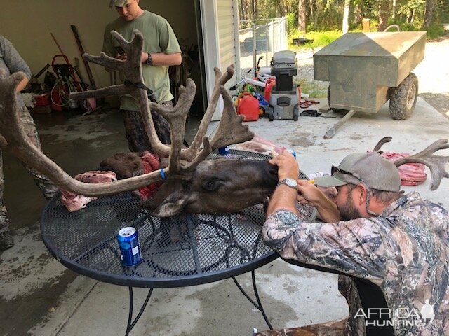 Caribou Hunting Alaska USA