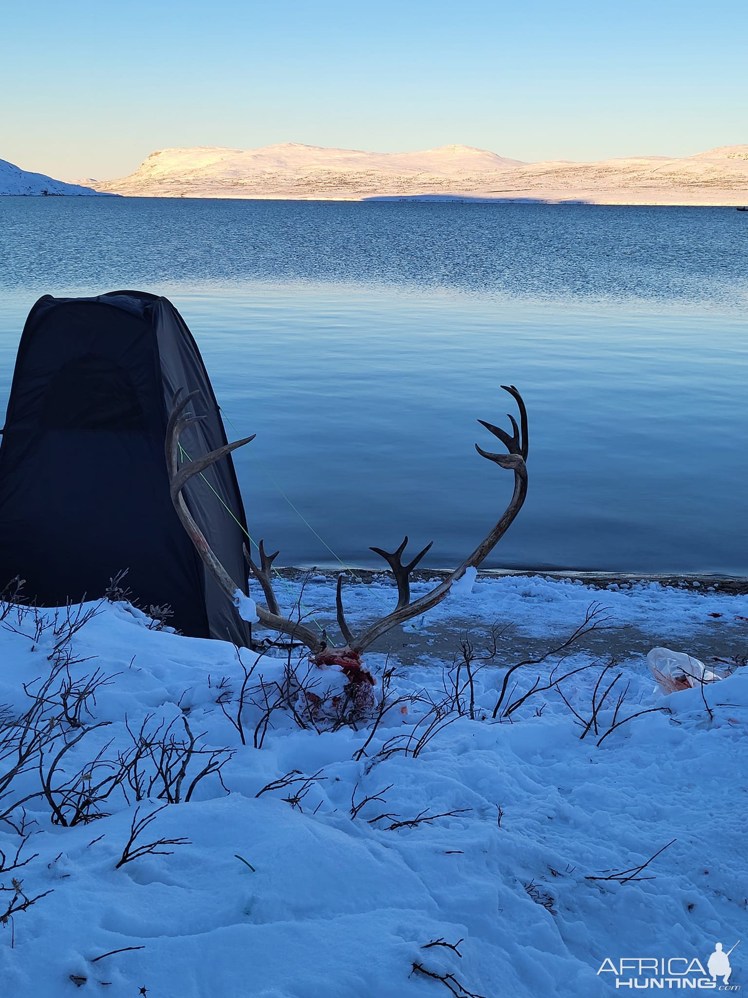 Caribou Hunting Greenland