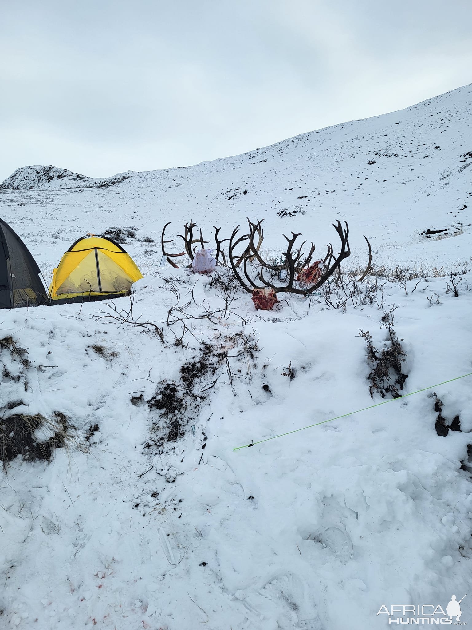 Caribou Hunting Greenland