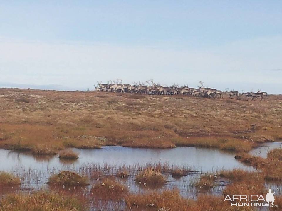 Caribou in Norway