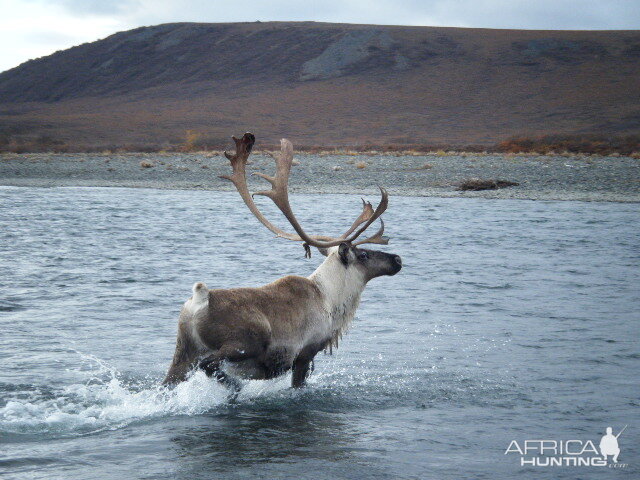 Caribou on the Anisak River