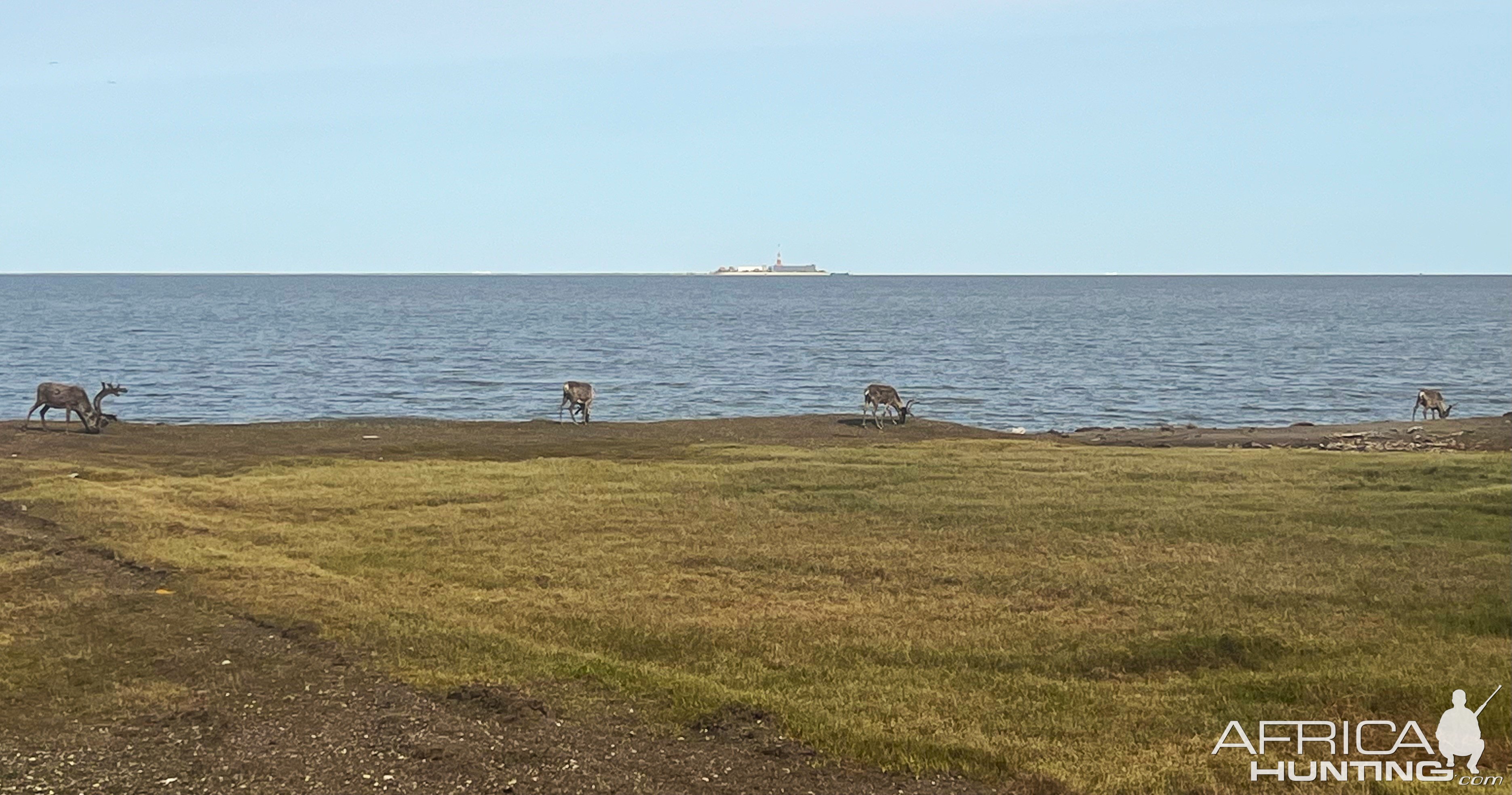 Caribou On The Shore Of The Beaufort Sea