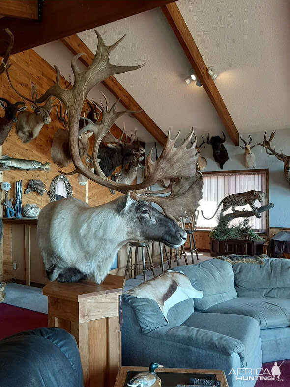 Caribou Pedestal Mount Taxidermy