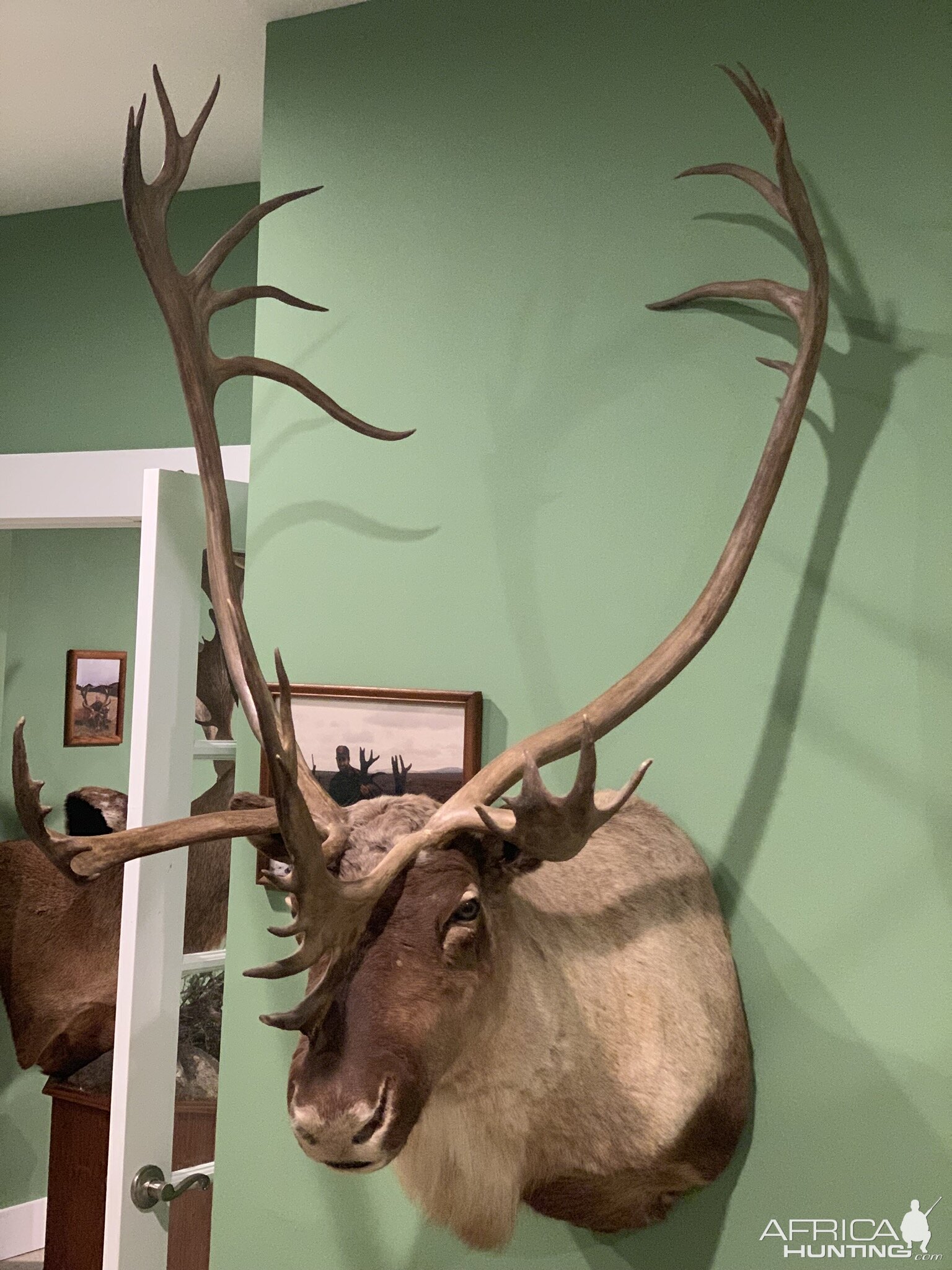 Caribou Shoulder Mount Taxidermy