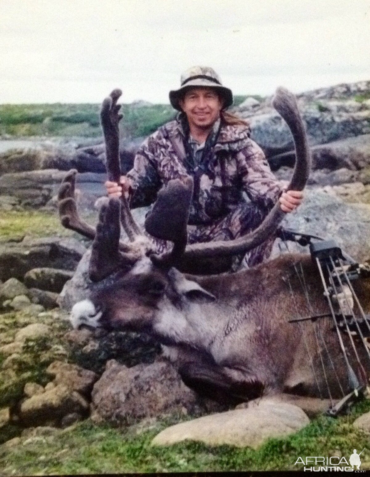 Caribou