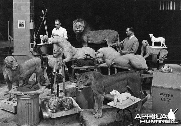 Carl Ethan Akeley (1864-1926), Master Taxidermist & Hunter