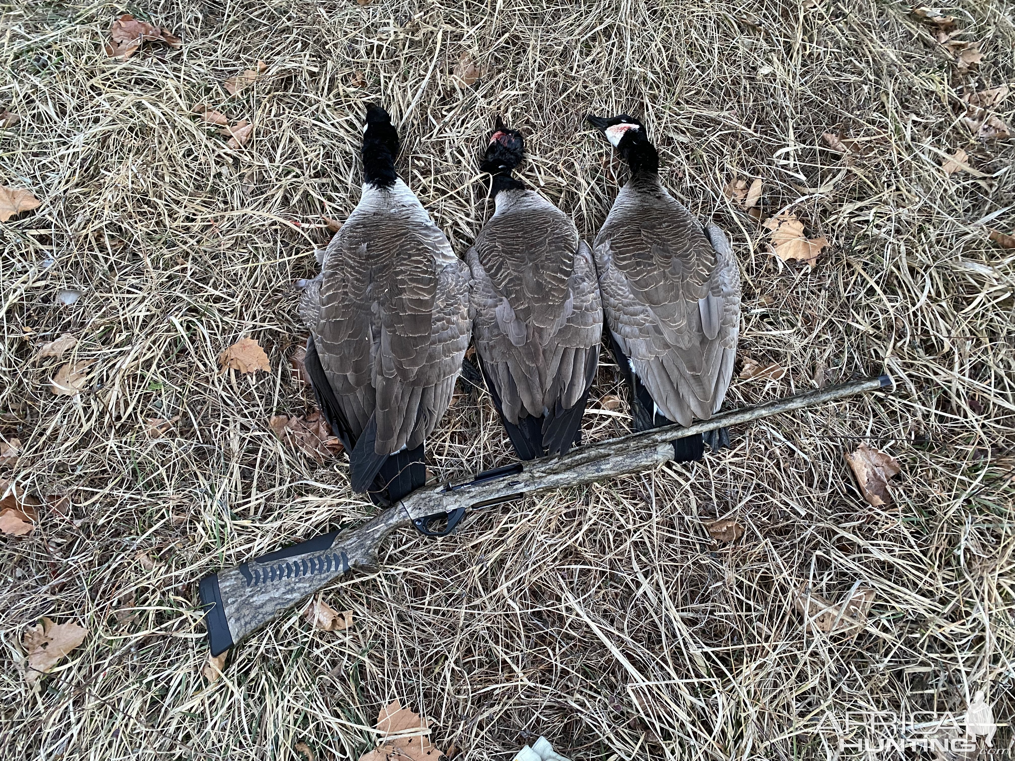 Carlson’s Federal Black Cloud Long Range Choke