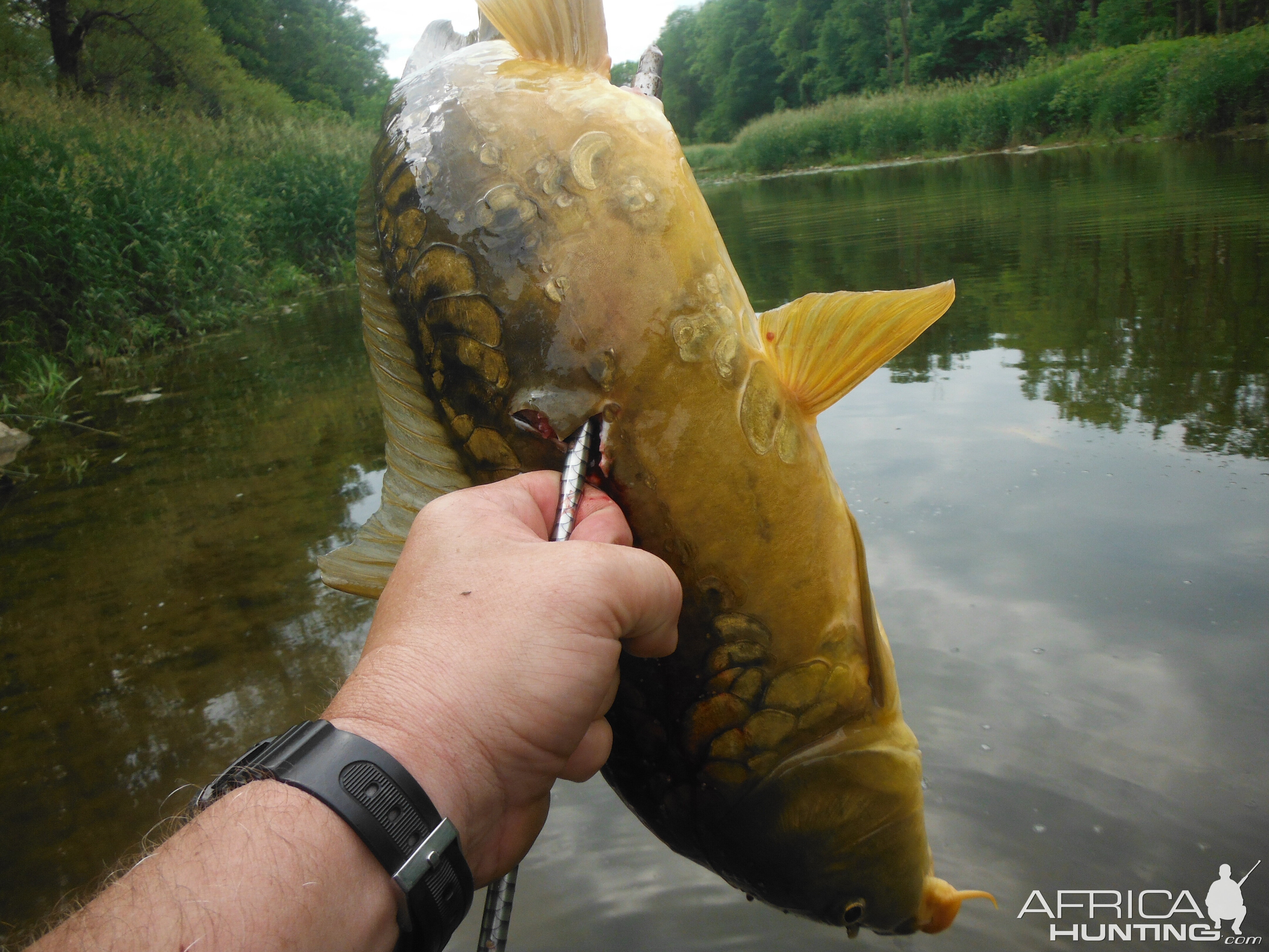 Carp Bowfishing USA