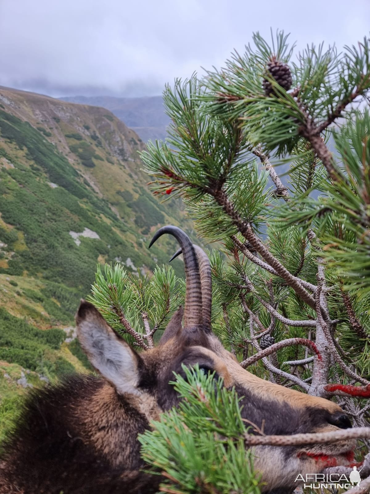 Carpathian Chamois Hunt Romania