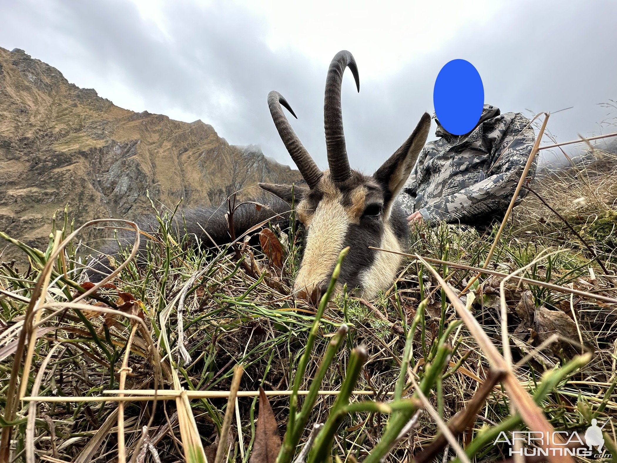 Carpathian Chamois Hunt Romania