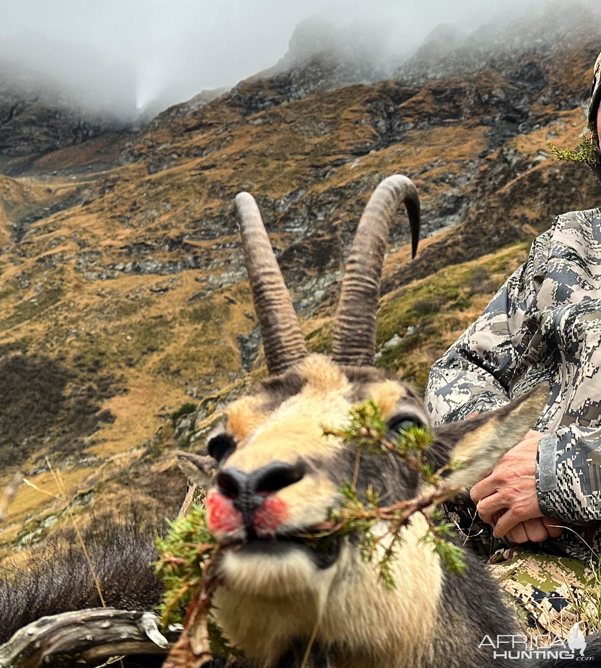 Carpathian Chamois Hunt Romania