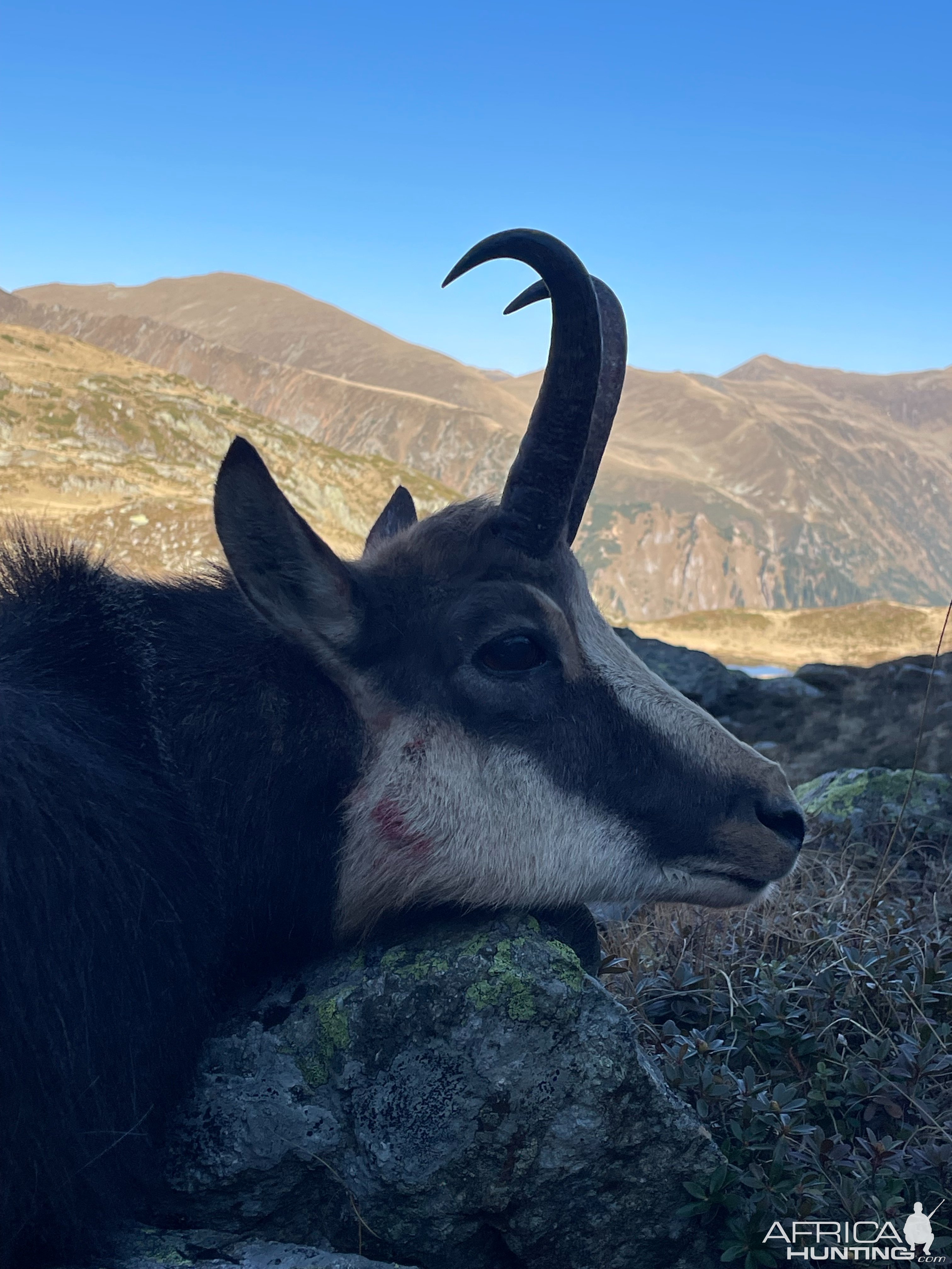 Carpathian Chamois Hunt Romania