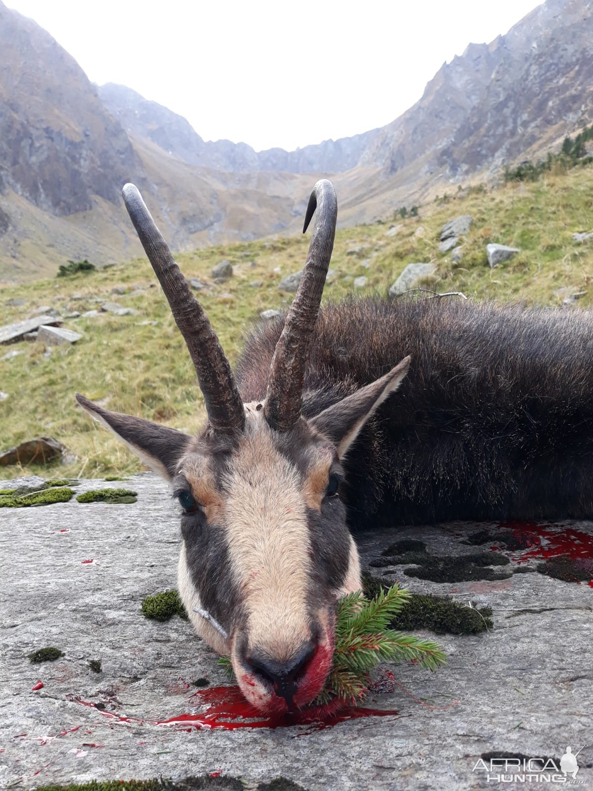 Carpathian Chamois Hunting Romania