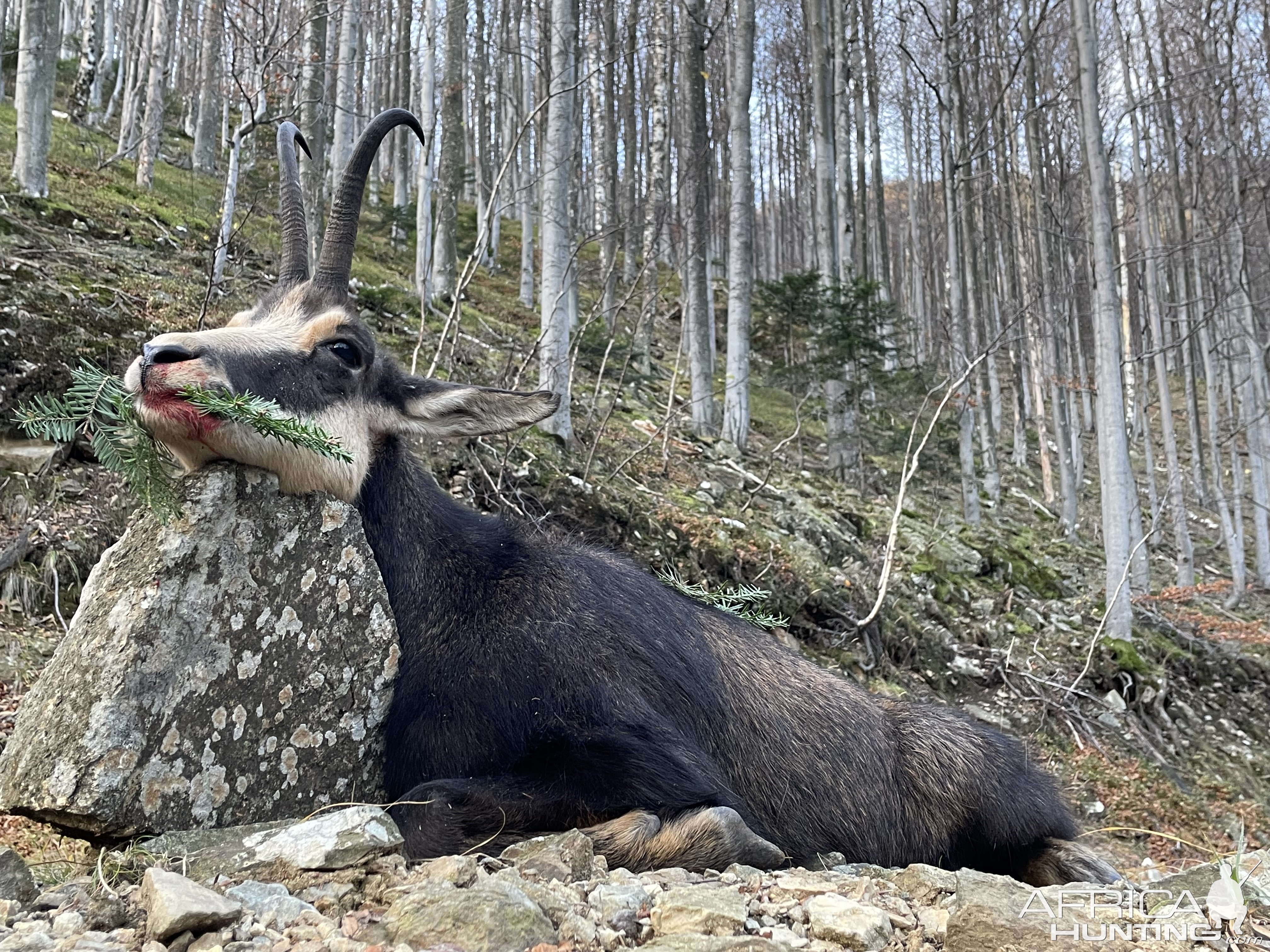 Carpathian Chamois