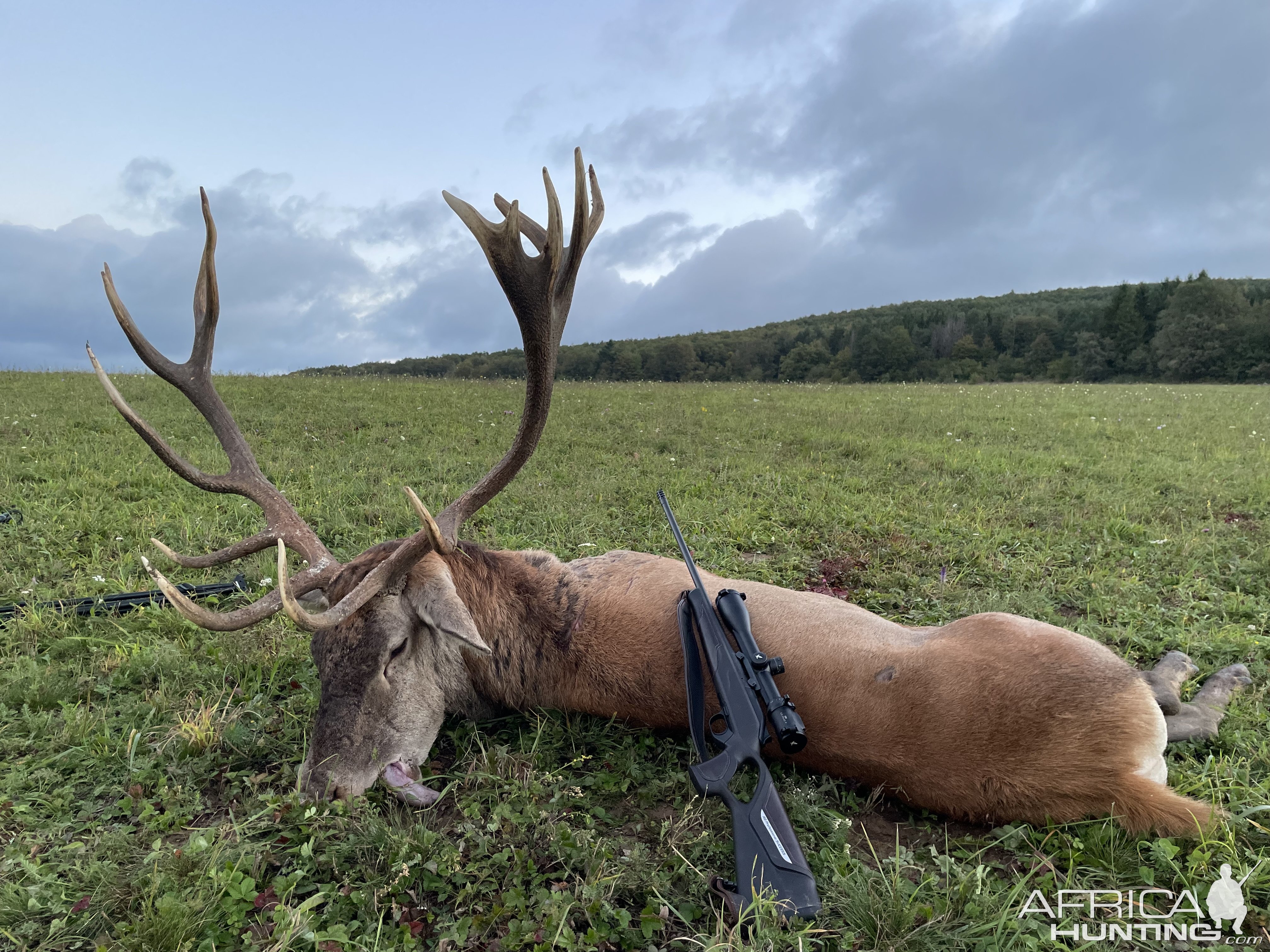 Carpathian Red Stag Hunt Romania