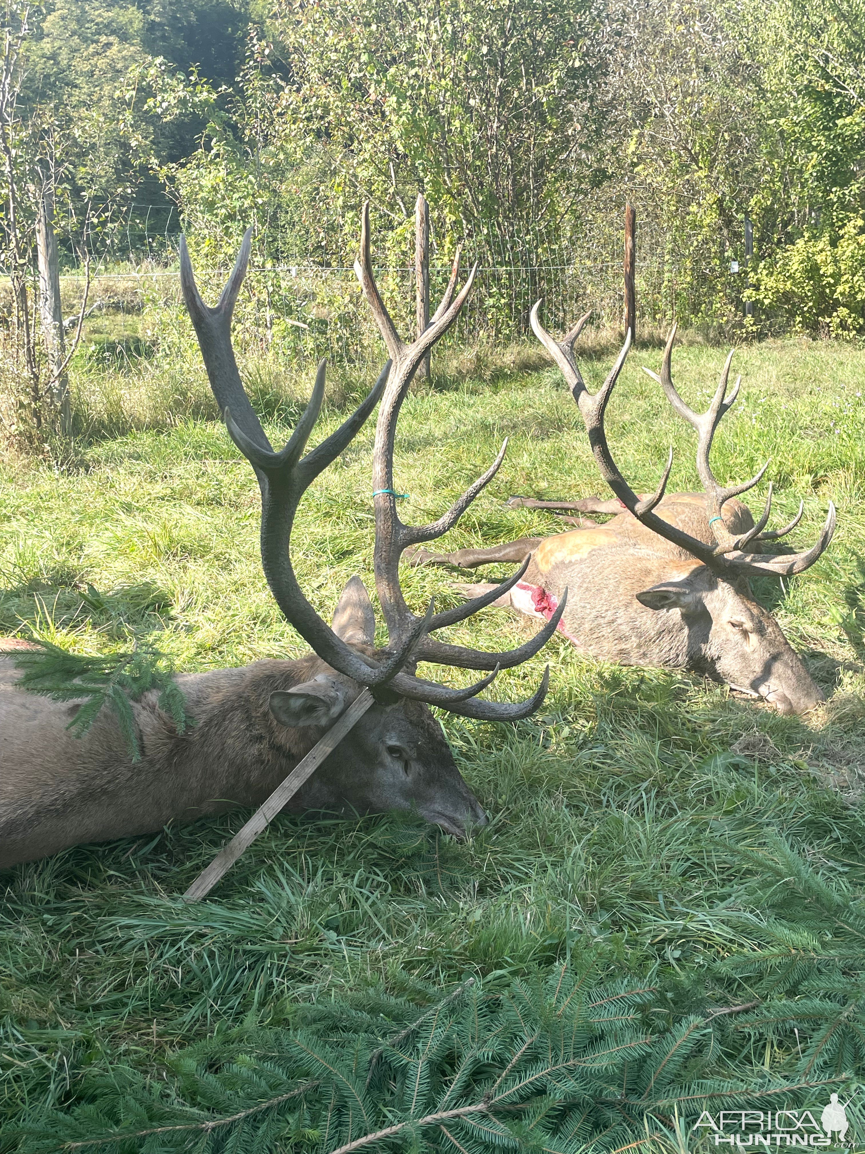 Carpathian Red Stag Hunt Romania