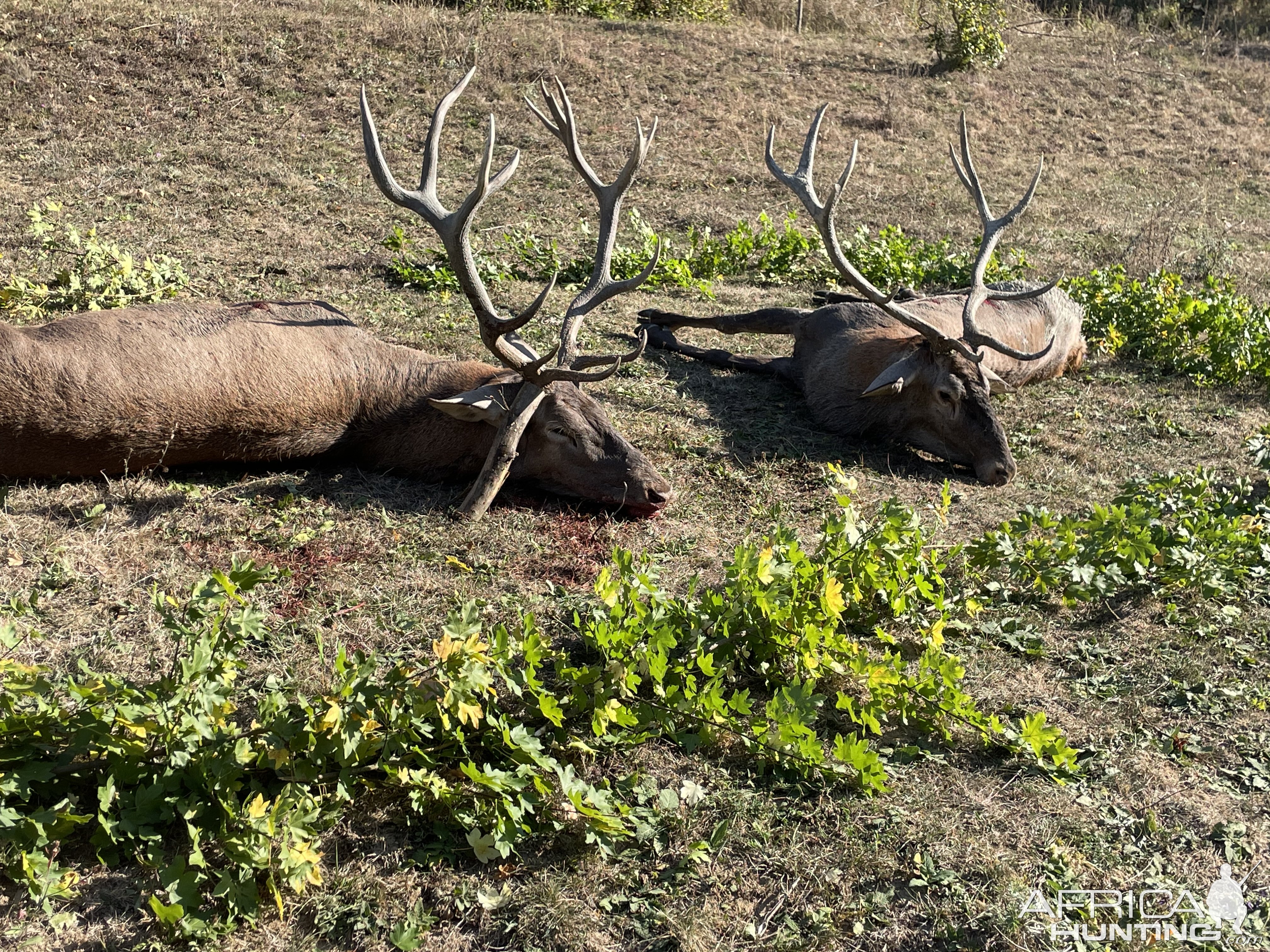 Carpathian Red Stag Hunt Romania