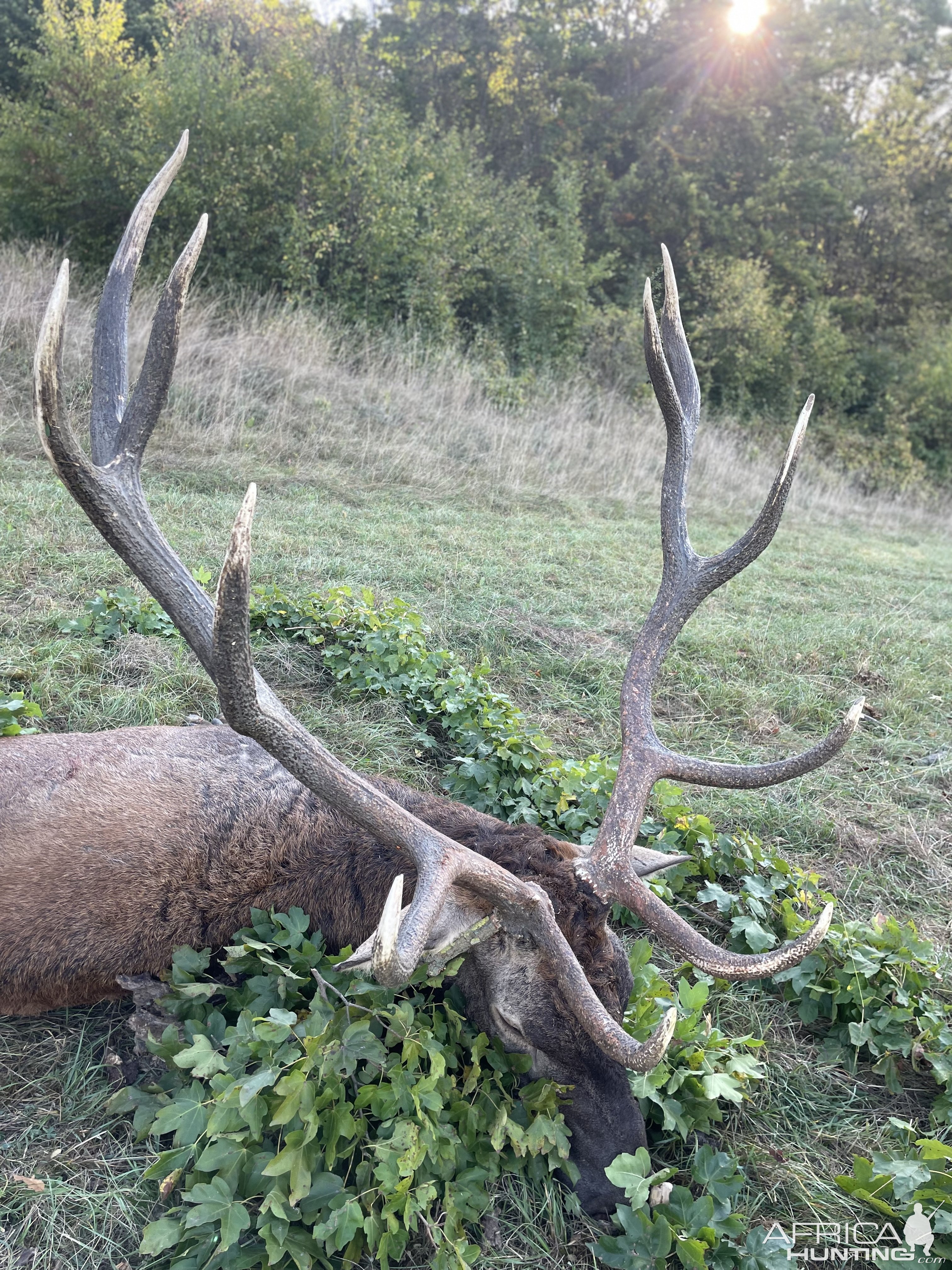 Carpathian Red Stag Hunt Romania