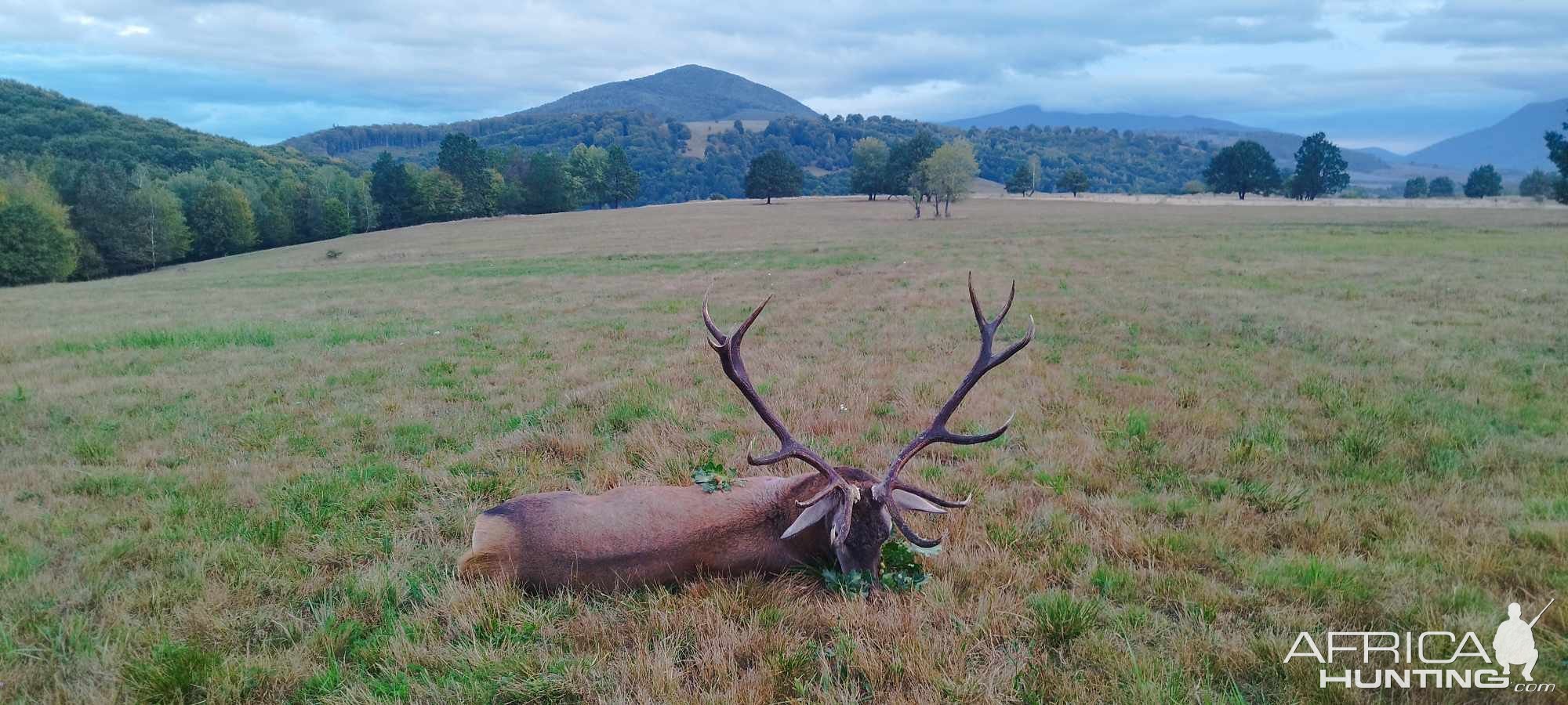 Carpathian Red Stag