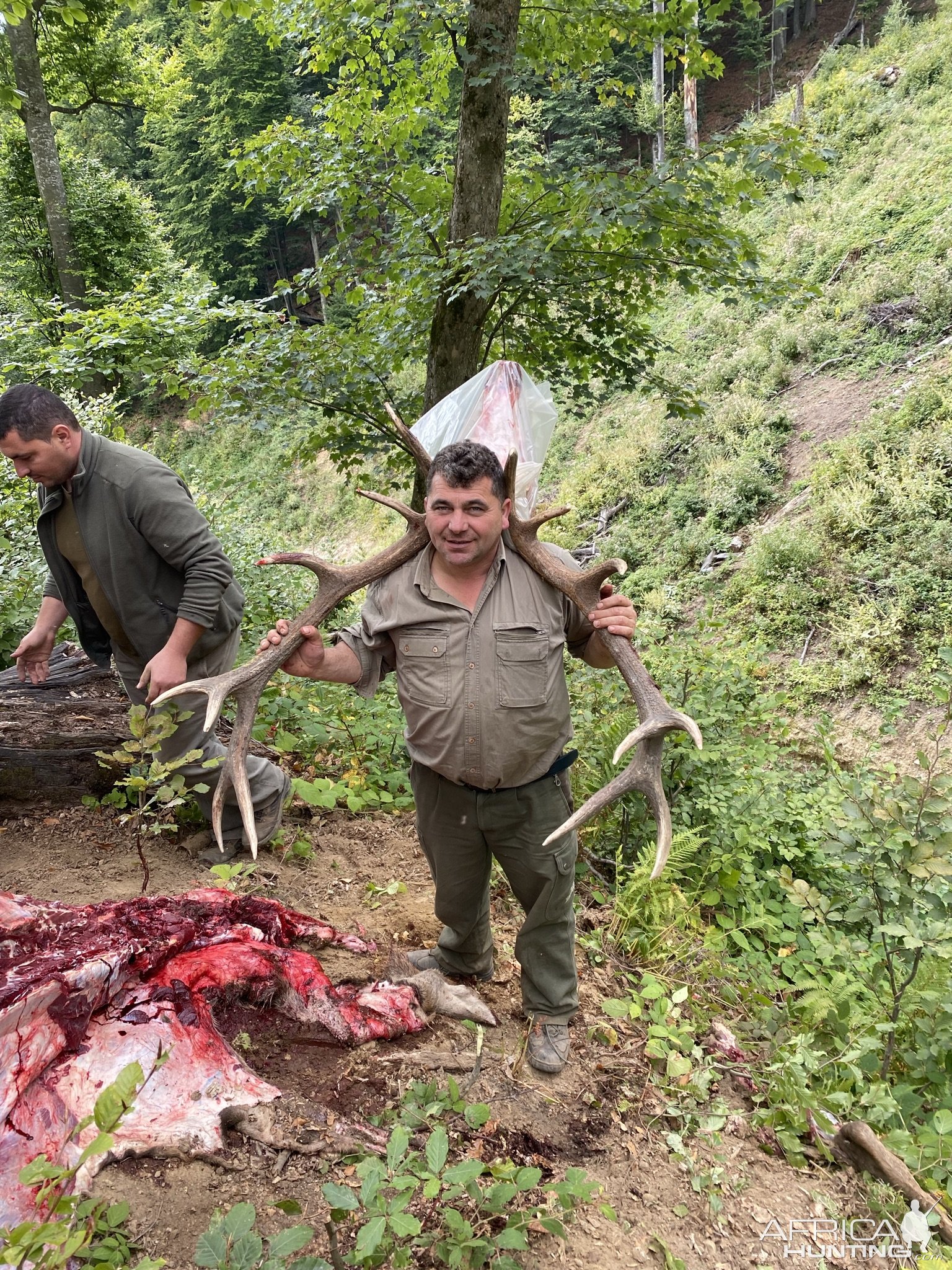 Carpathian Stag Hunt Romania