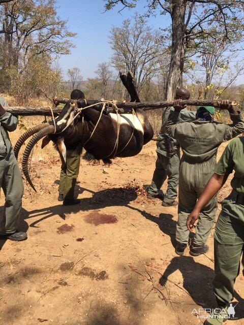 Carrying Sable To Hunting Vehicle