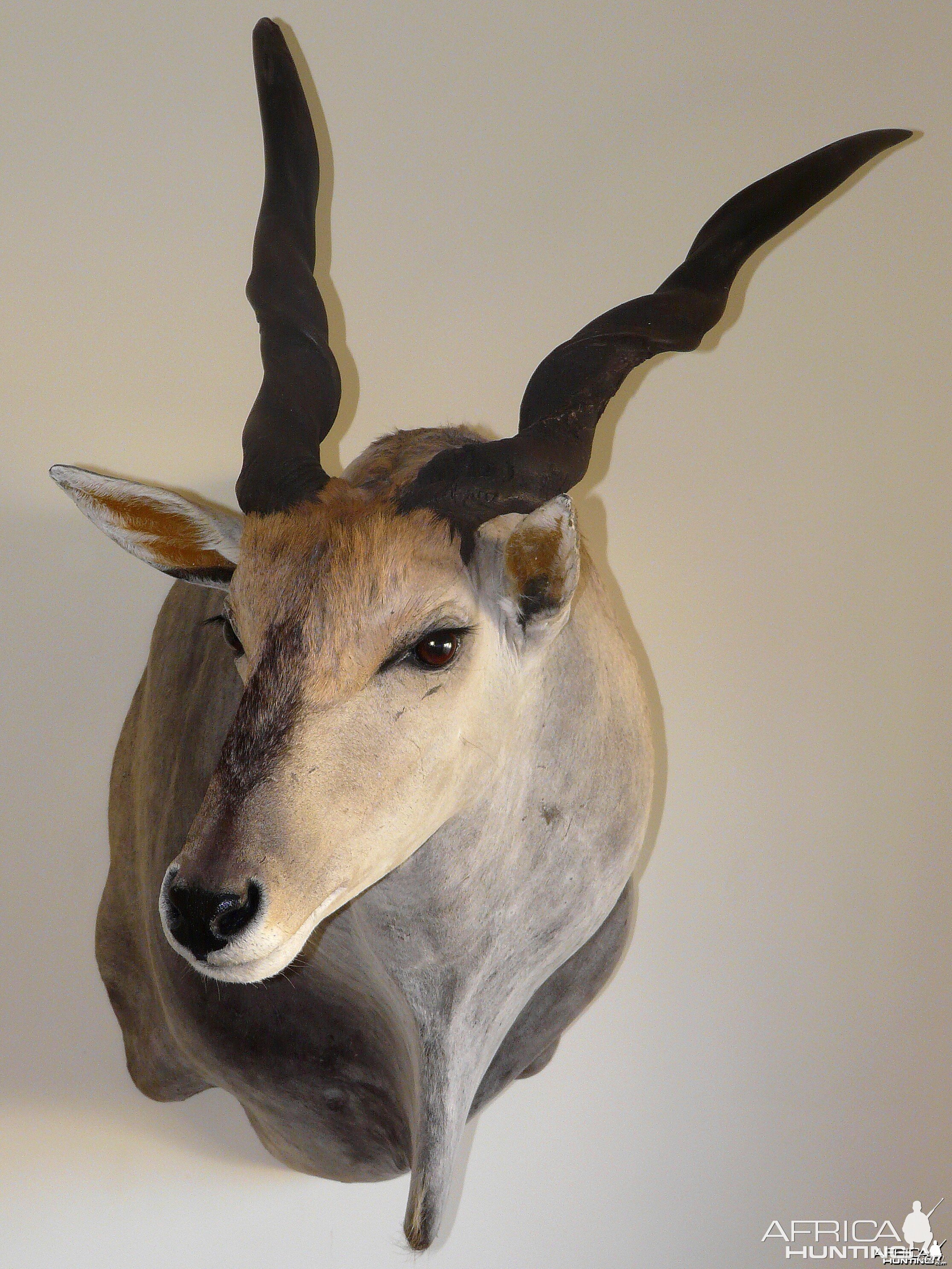 Casper's Taxidermy in Namibia 46 6/8" Cape Eland