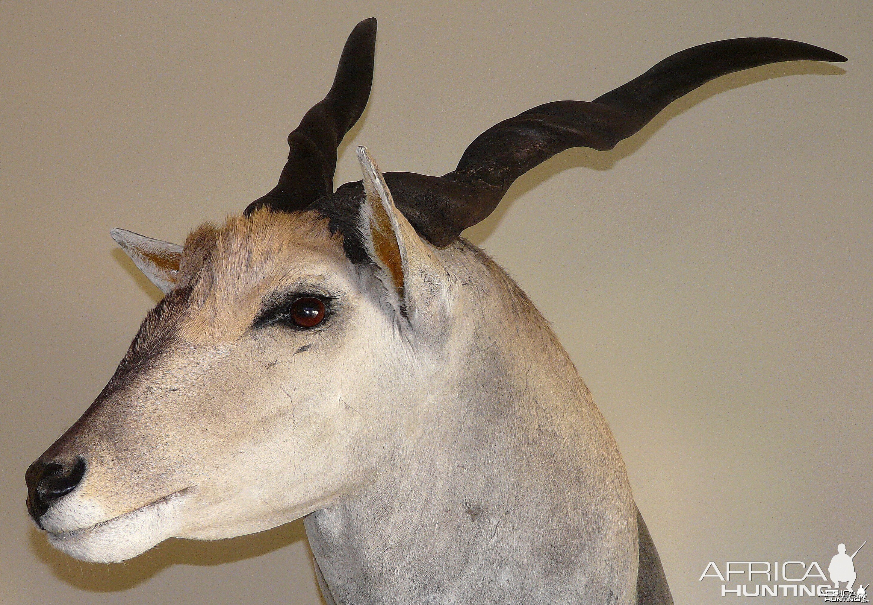 Casper's Taxidermy in Namibia