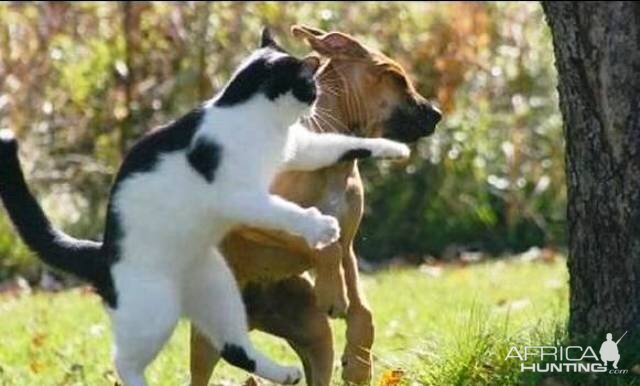 Cat fight