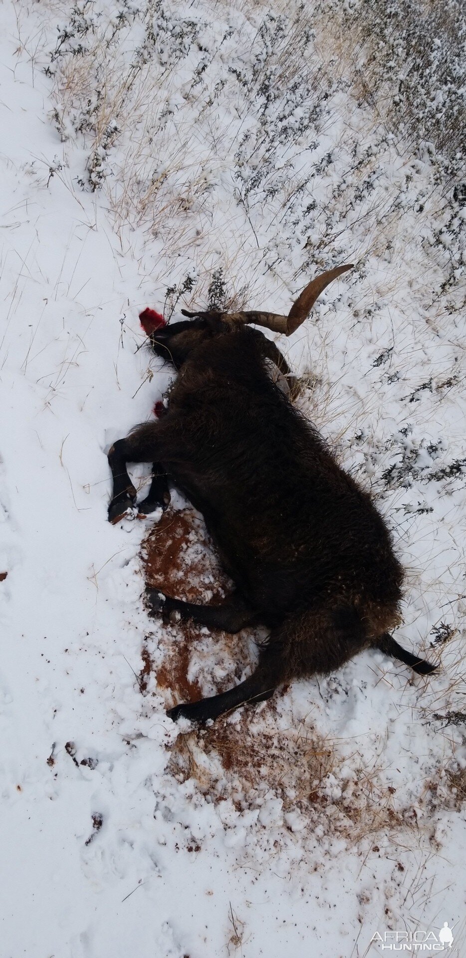 Catalina Goat Hunt Texas USA