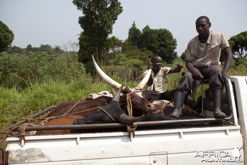 Cattle in pickup, Uganda